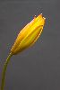<em>Tulipa celsiana</em>